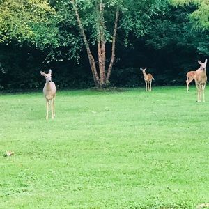 Meet your Posher, Fevie